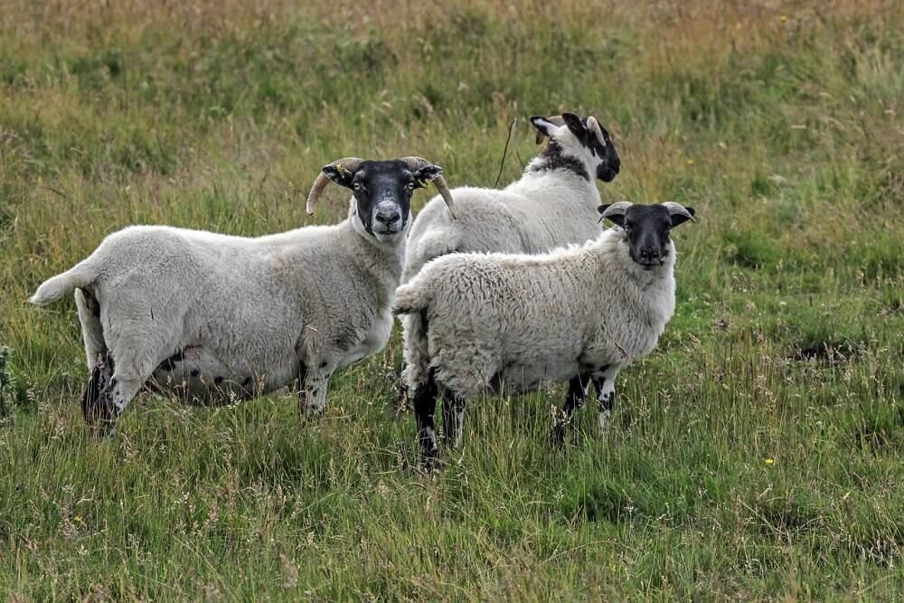 mighty scottish blackface highlander sheep