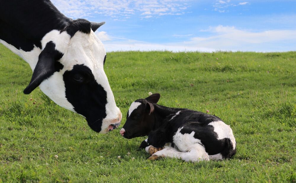 mother holstein cow with newborn calf on green meadow