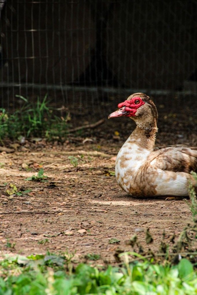 muscovy duck relaxing on the ground
