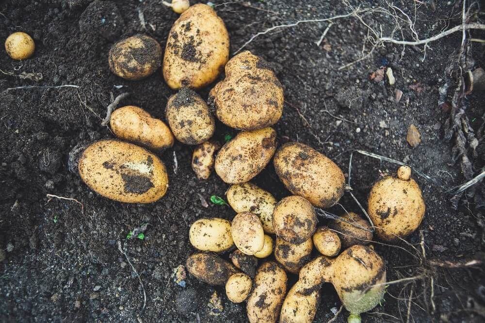 organic potatoes freshly harvested from garden