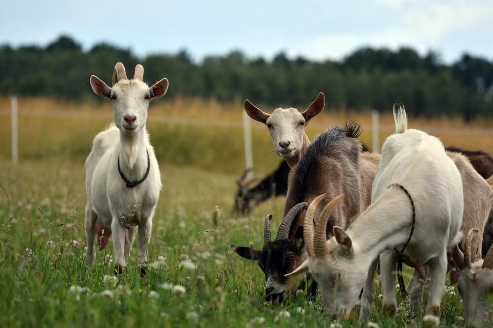 professional goats for weed removal