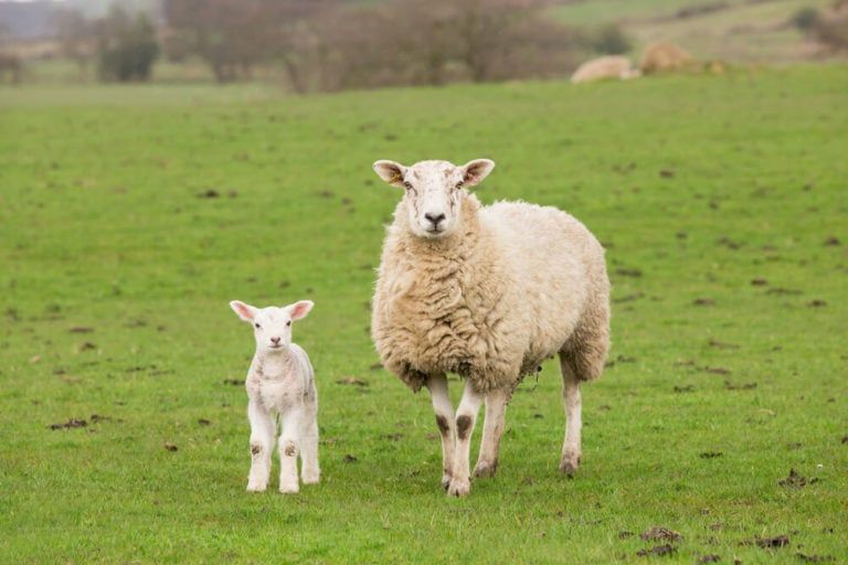 Sheep and Lamb Difference – the Ultimate Sheep vs. Lamb Guide!