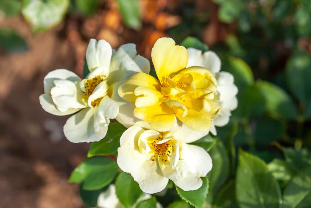 sunny knock out rose shrub flowers yellow