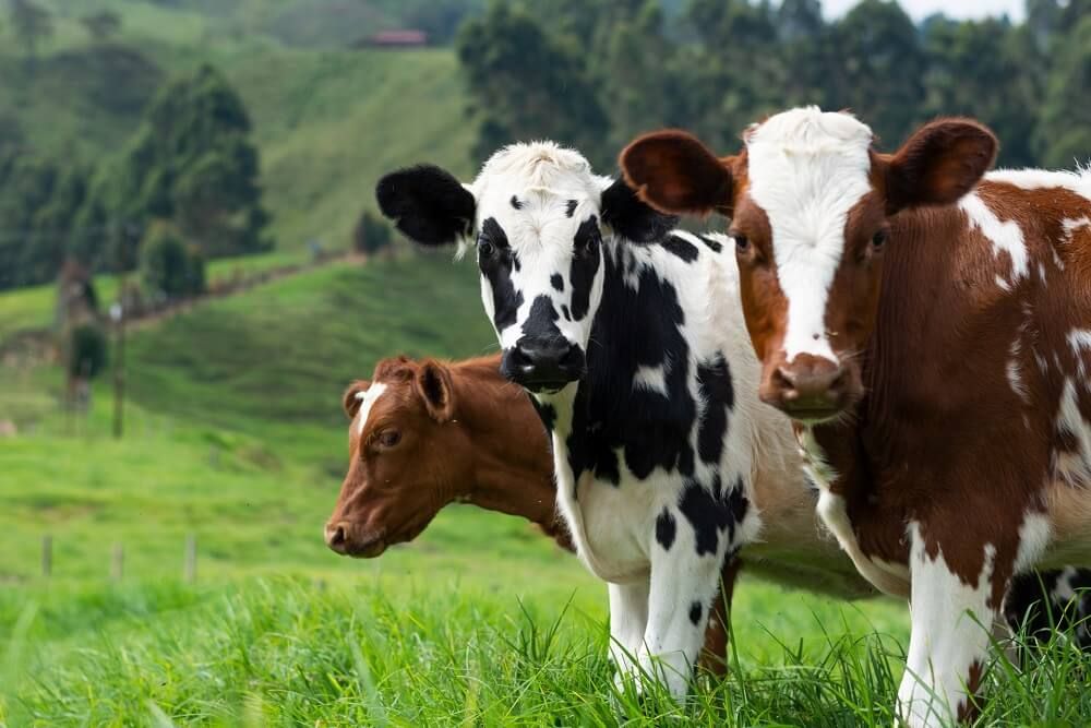 three cows on rural farm in colombia