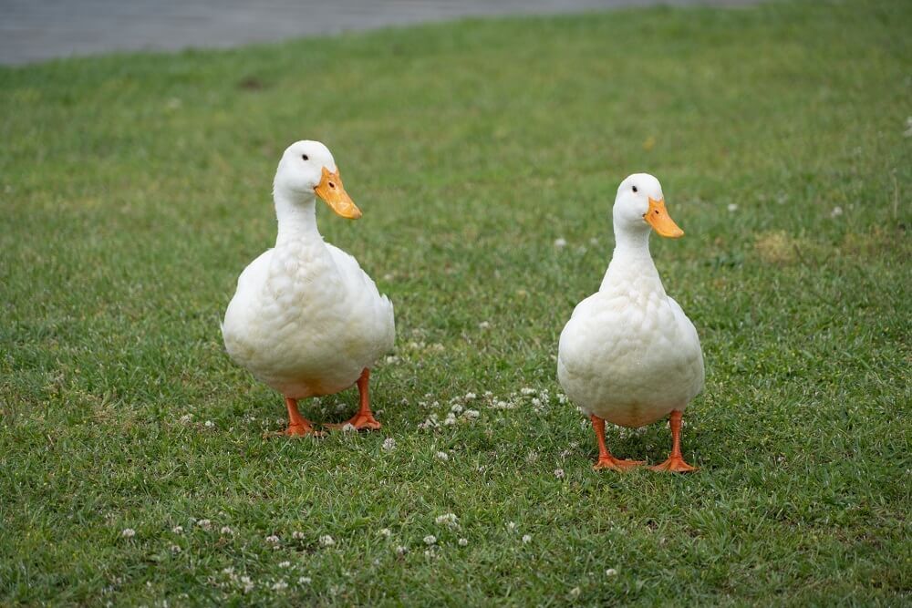 two adorable pekin ducks waddling on the grass