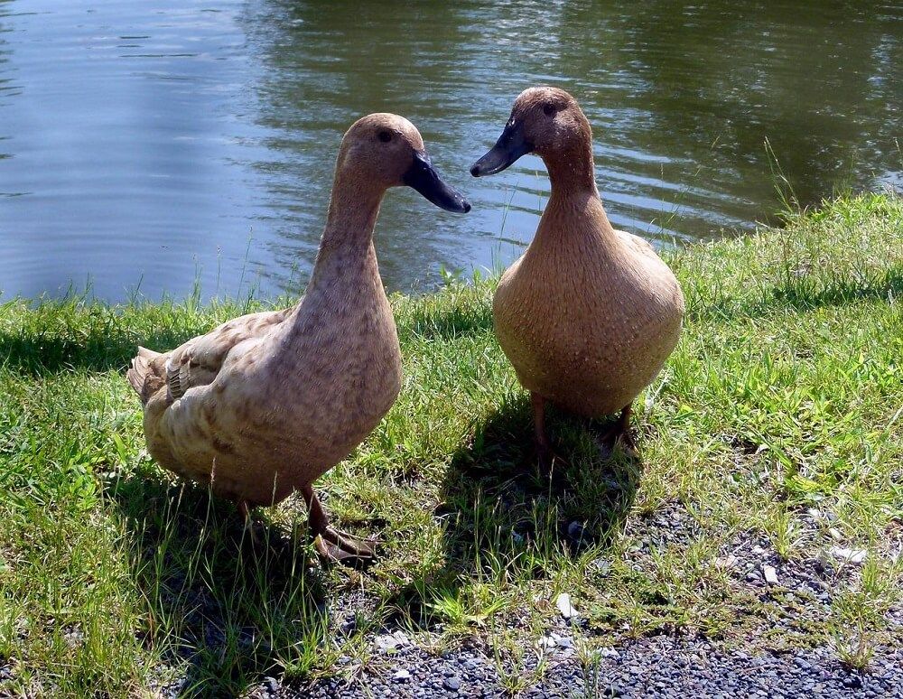 two khaki campbell ducks basking in the sun