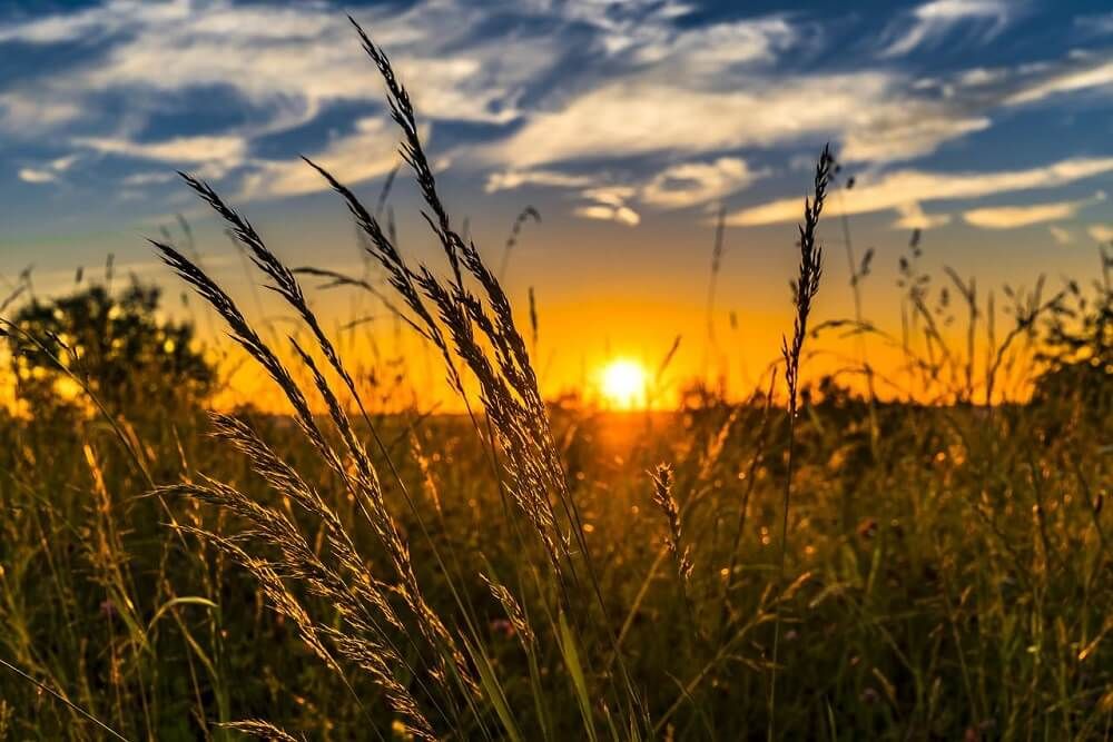 wheat fields with a lovely sunset