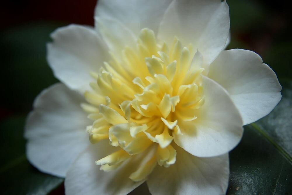 white and yellow camellia flower blossom