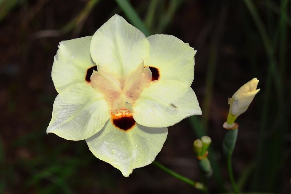 yellow african iris flowers