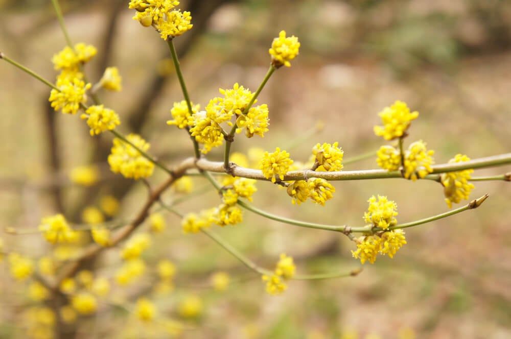 yellow flowers of lindera benzoin or spicebush plant