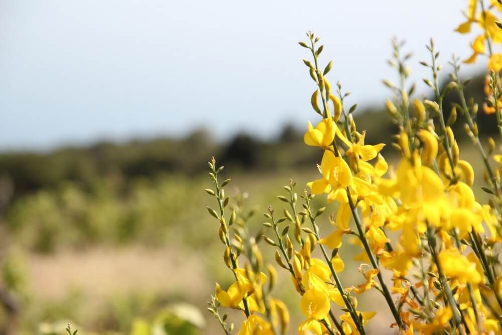 yellow lydia genista flowers