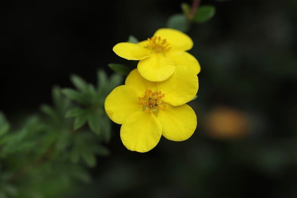yellow potentilla fruticosa flowers