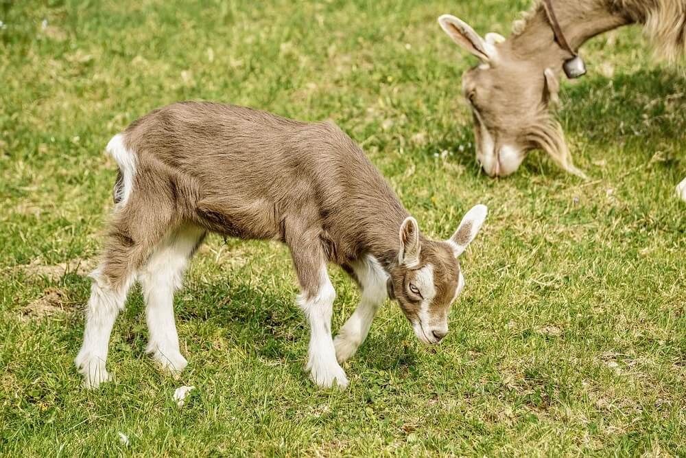 young toggenburg goat foraging in field