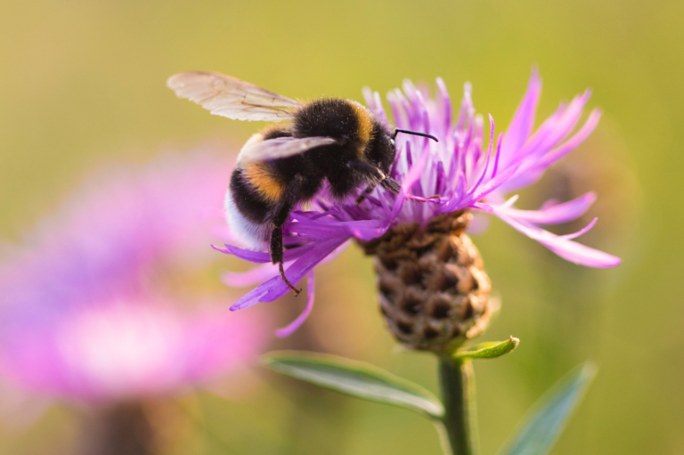 How to Attract Bees to Your Garden [Complete Guide]