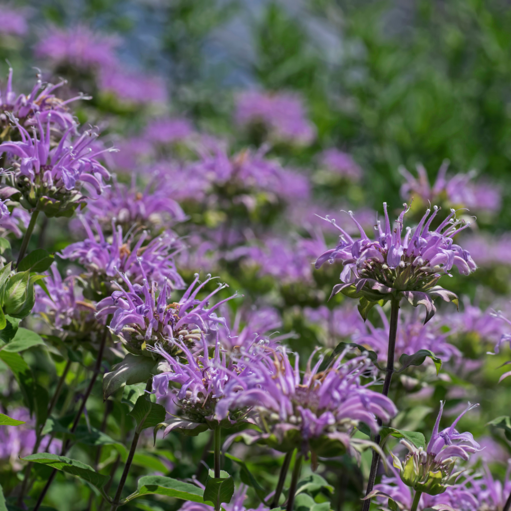 Bee Balm's smell, color, and broad buds Attract Bees