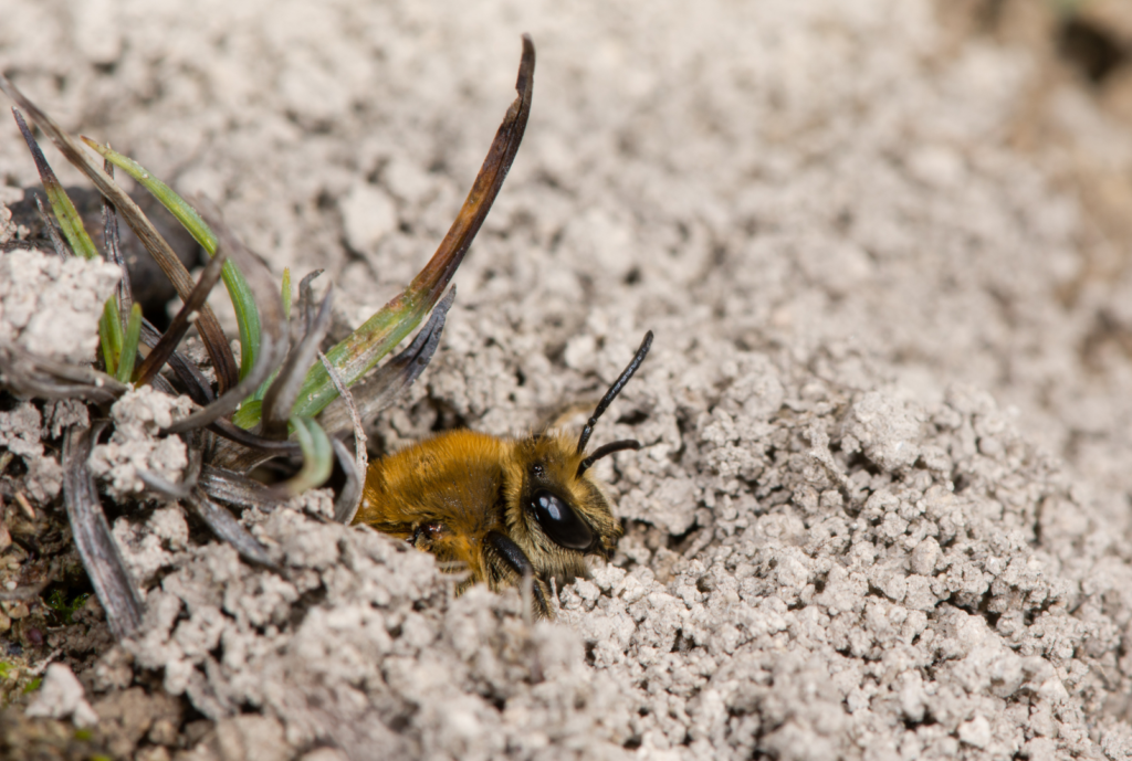 Bee Burrowing In the Dirt