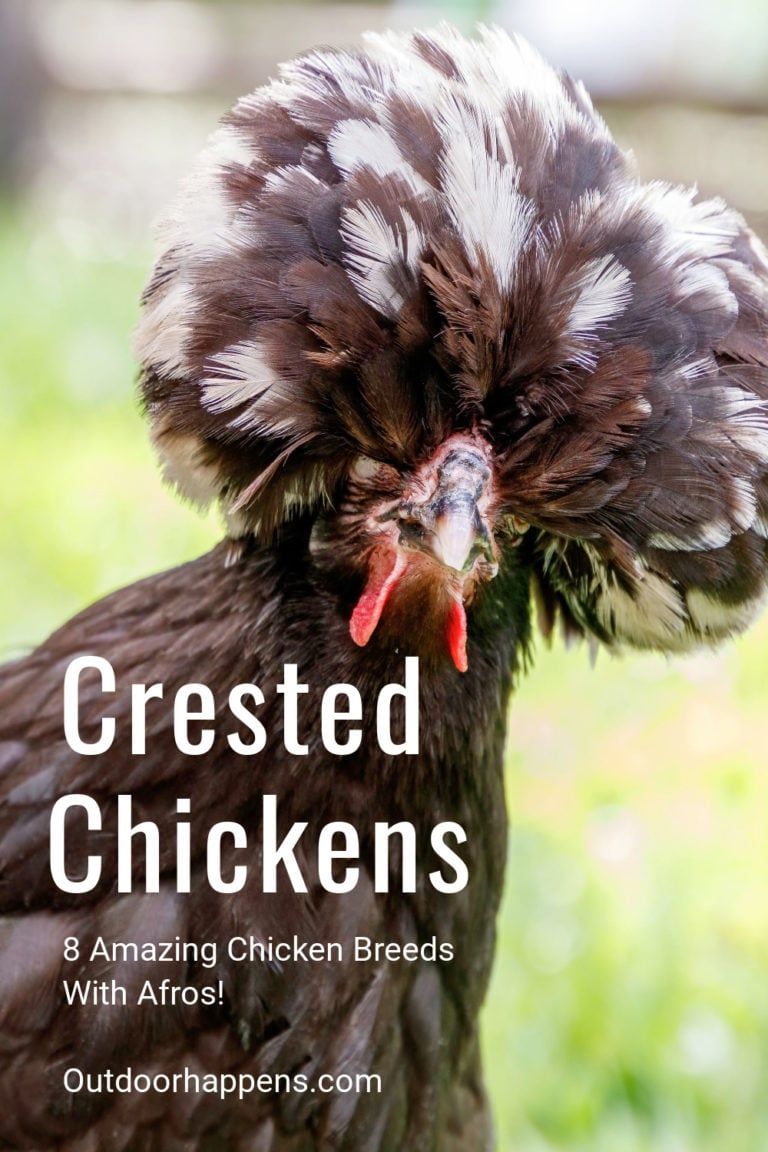 Chickens With Afros – The World’s 8 Coolest Crested Chicken Breeds