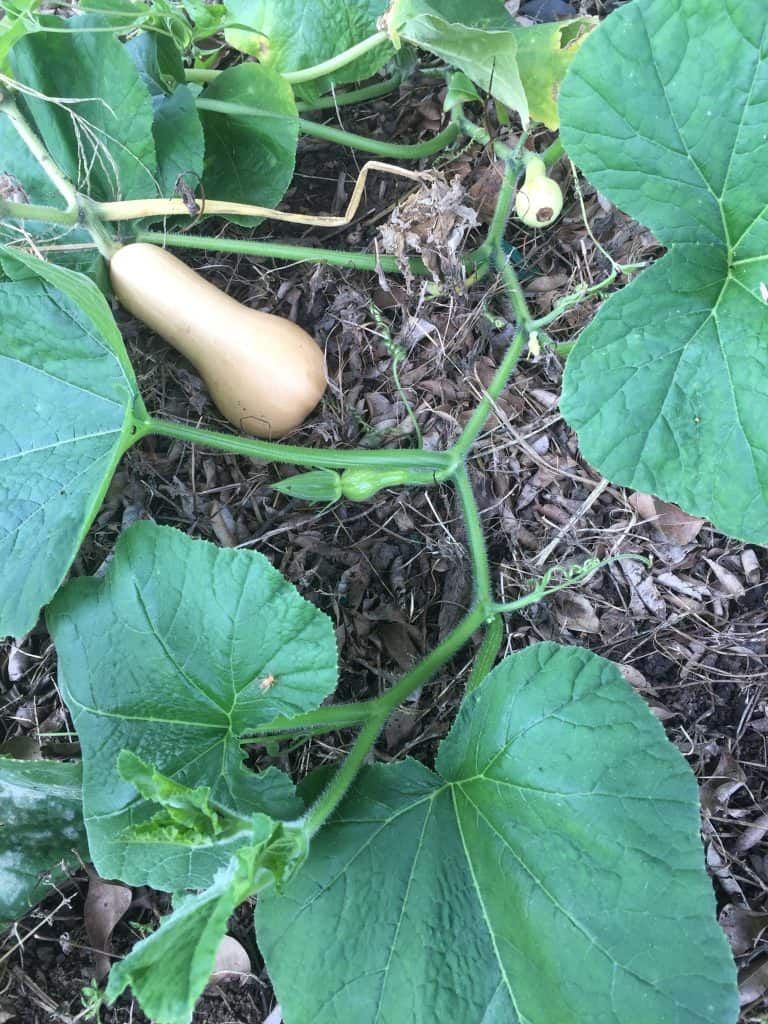 Fruiting Squash From Last Year's Seeds
