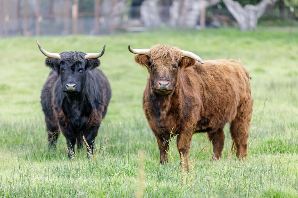 adorable mini highland cows foraging on california farm