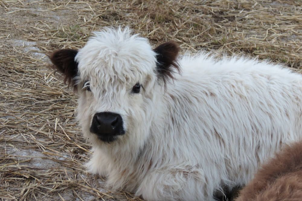adorable miniature highland calf resting on straw