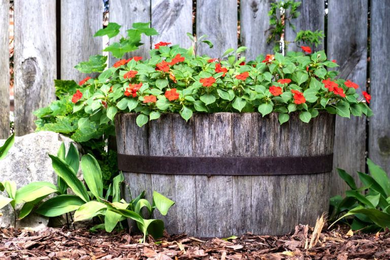 14 Pretty Whiskey Barrel Planter Ideas [+ How to Plant!]
