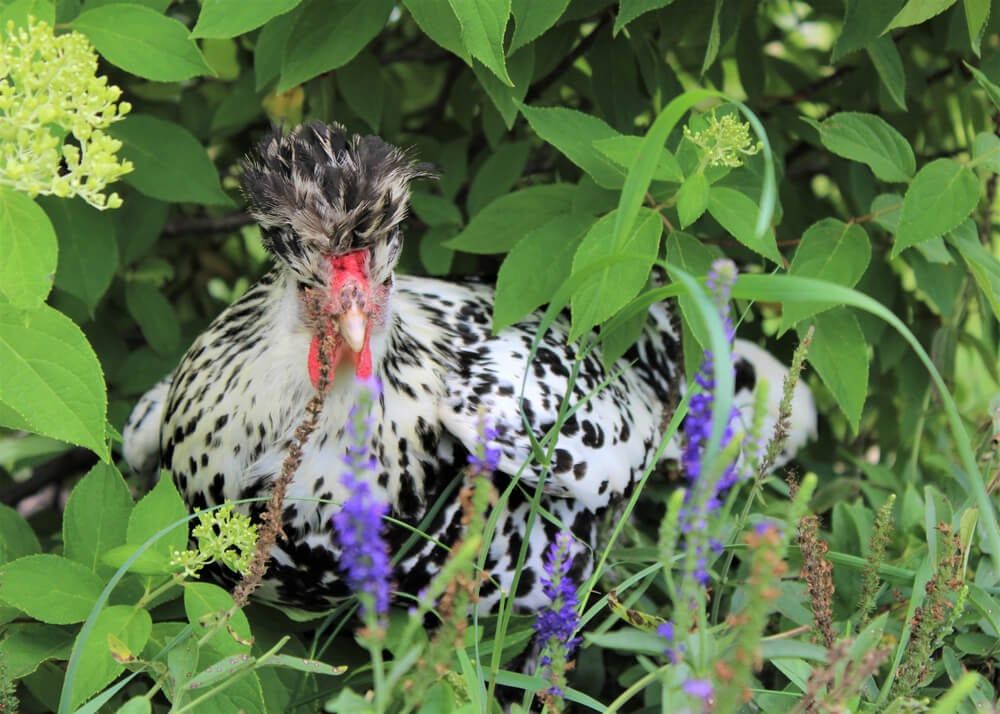 beautiful silver appenzeller spitzhauben chicken in bush