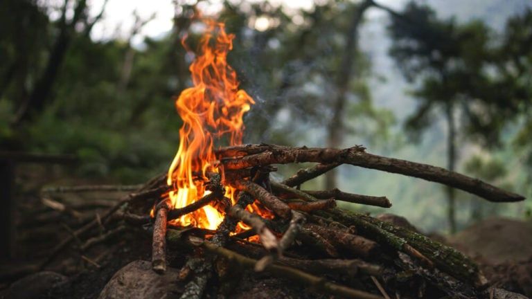 Best Wood for Campfire Guide! Oak vs. Hickory vs. Cedar, and More
