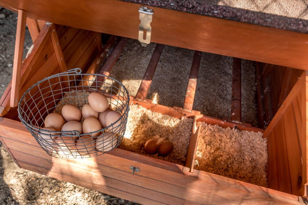 collecting farm fresh eggs from chicken nesting box