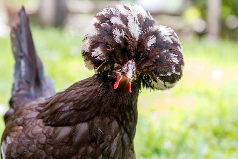 crested black polish chicken hen on farm