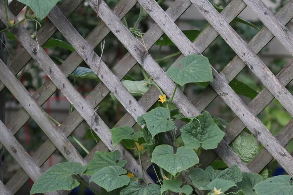 cucumber plant climbing on lattice fence in garden