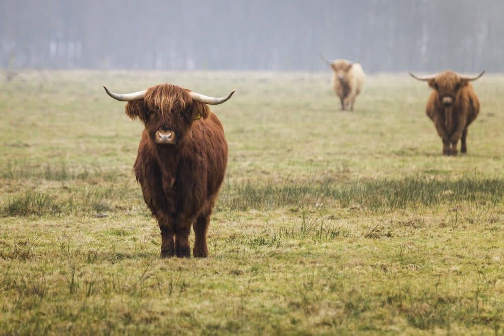 cute highland cows on farm in anderen netherlands