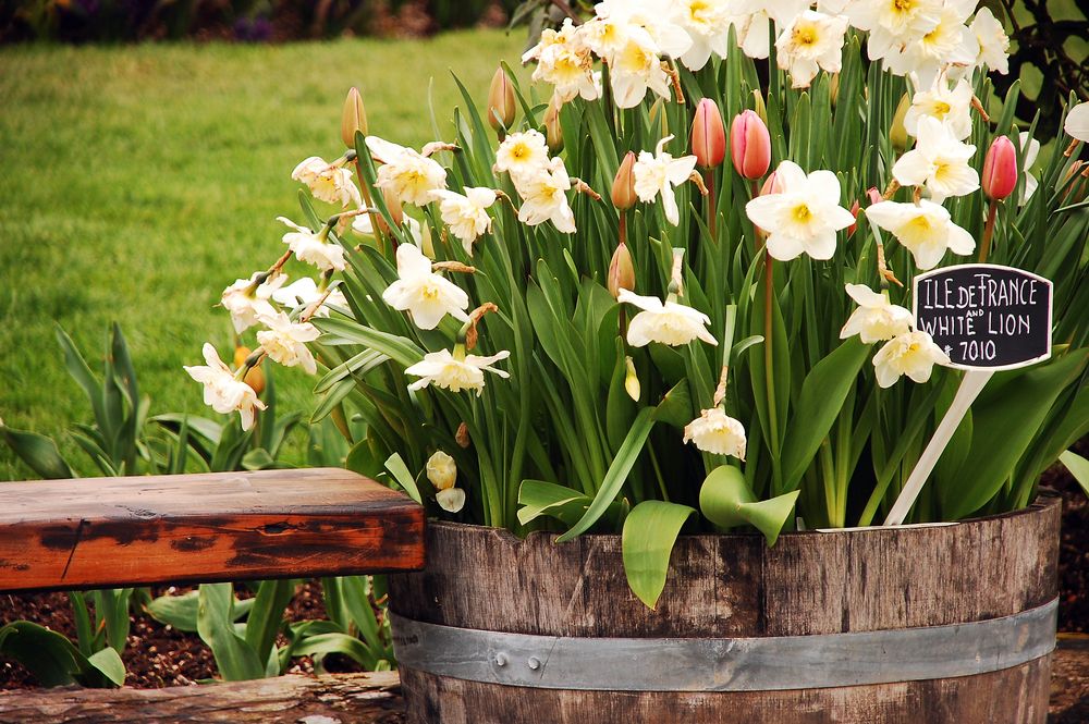 daffodils in whiskey barrel planter