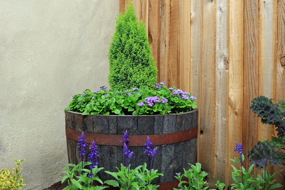 diy wooden whiskey barrel planter with conifer tree