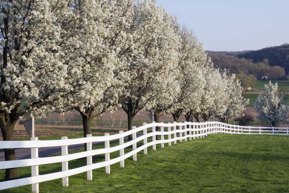 dogwood trees blossoming in front of white fences