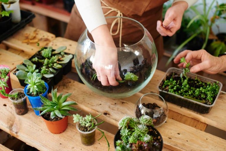How to Grow Plants In Glass Pots [In 8 Easy Steps!]