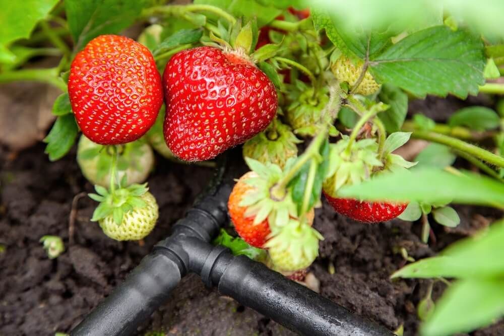 garden strawberries with drip irrigation system