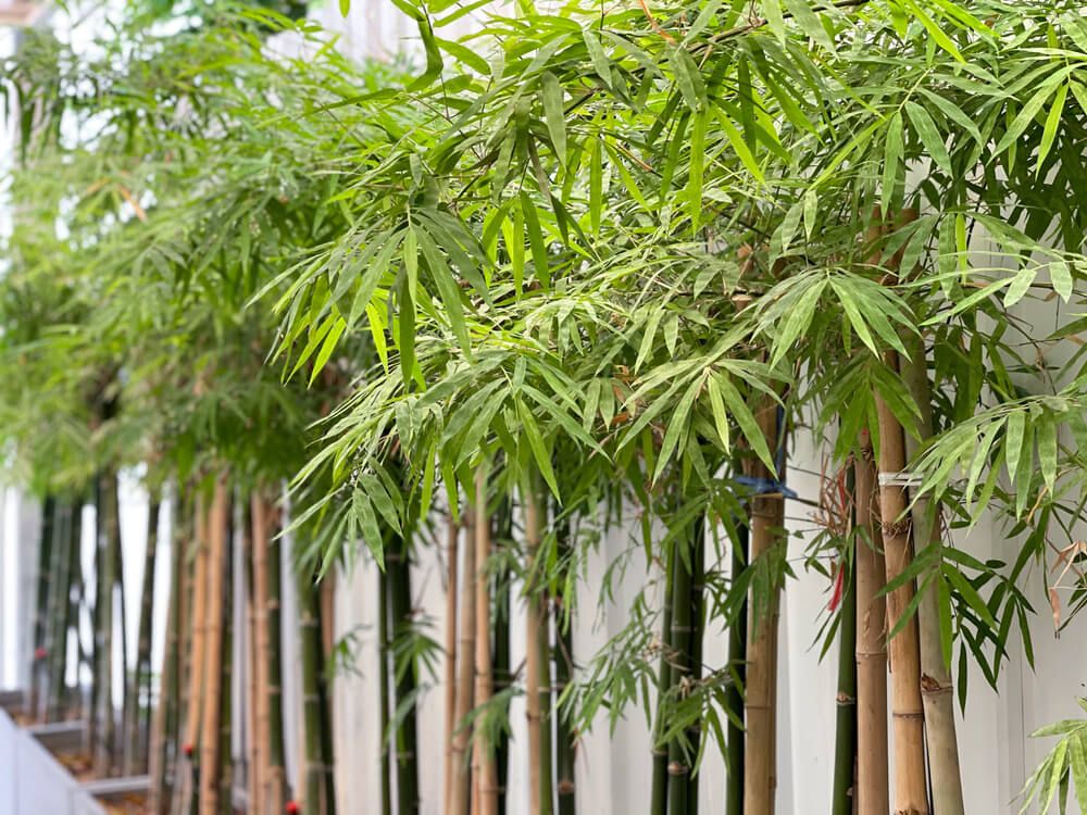 green leaf bamboo in summer garden