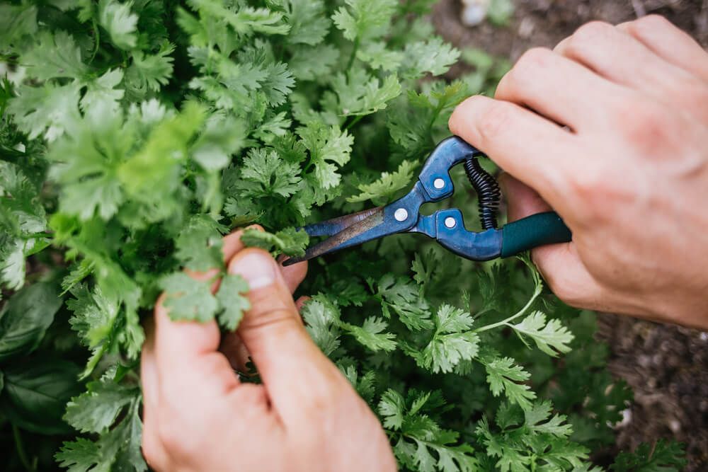 harvesting cilantro with sharp shears