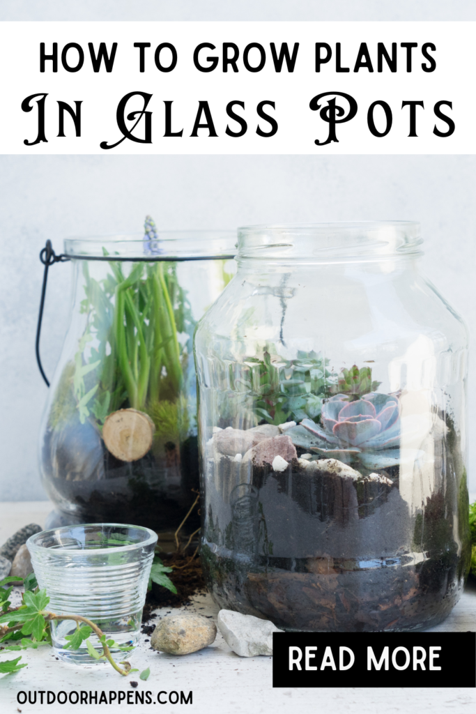how-to-grow-plants-in-glass-pots