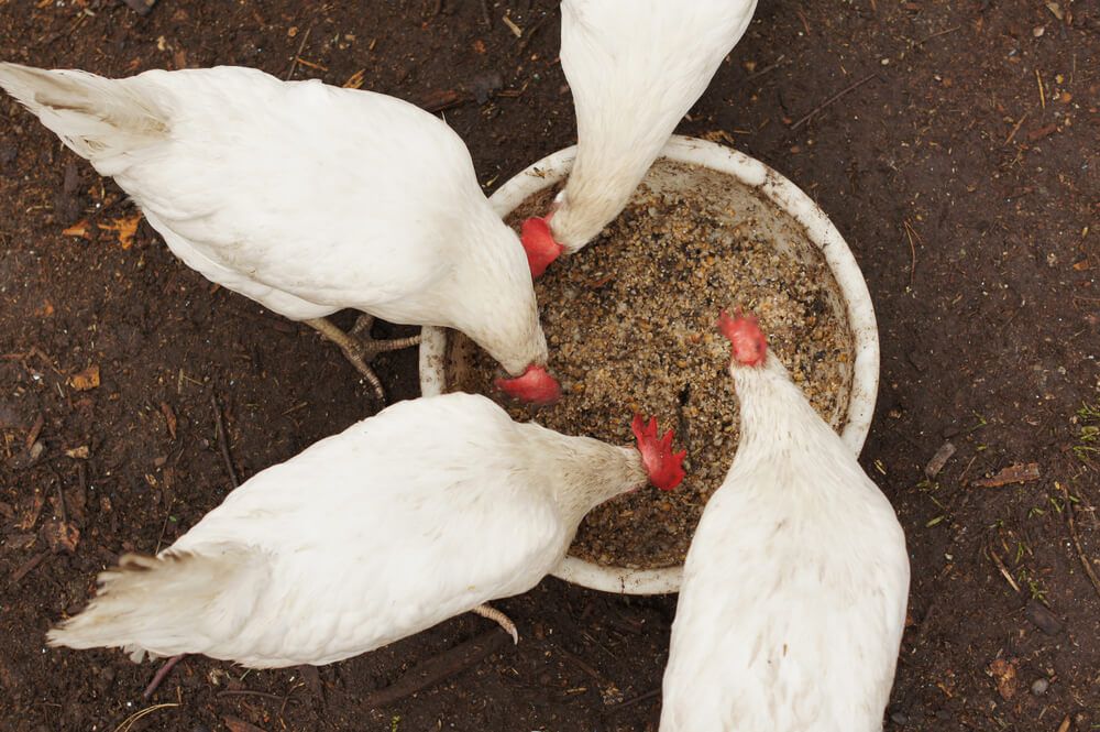 hungry domestic chickens eating fermented grains