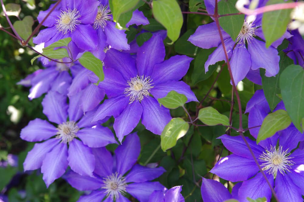 lovely clematis flowers deep purple
