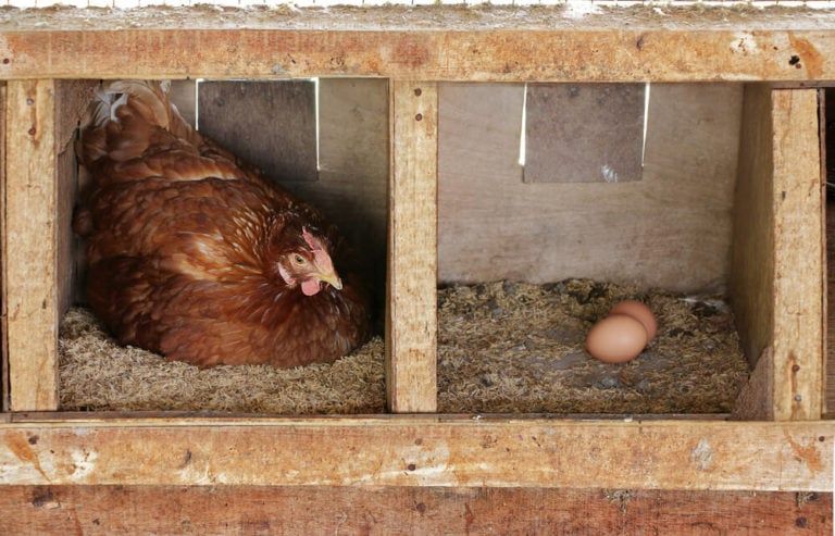 lovely hen in wooden nesting box with eggs