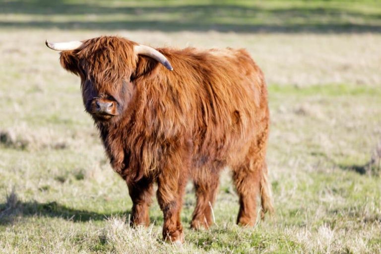 The Ultimate Guide to Mini Highland Cows! [Size, Feed, and Cost!]