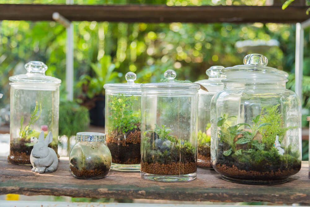 miniature plants growing in glass bottles