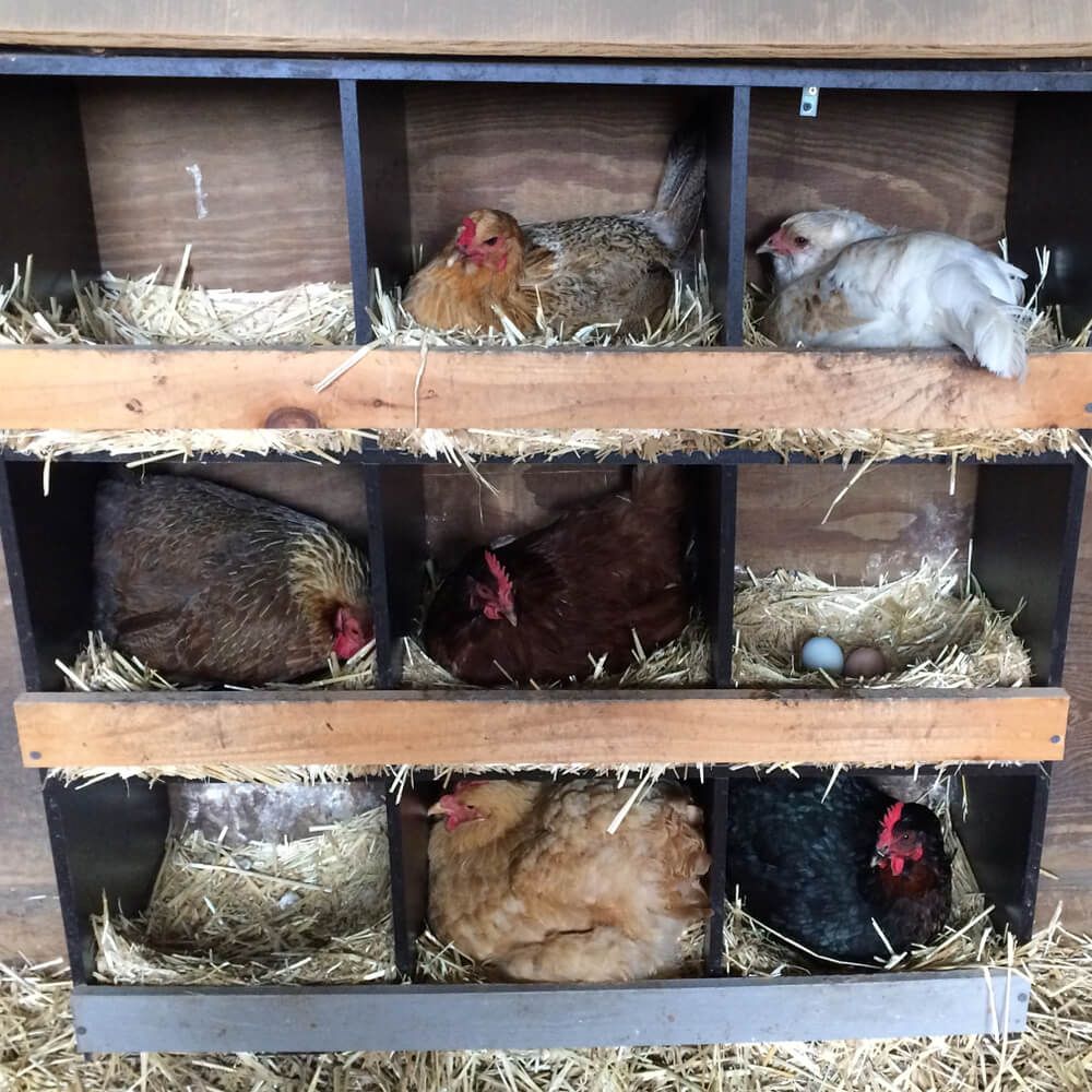 multi layer chicken nesting boxes laying eggs