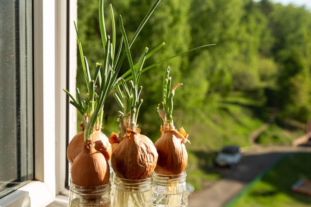onions growing on windowsill in glass jars