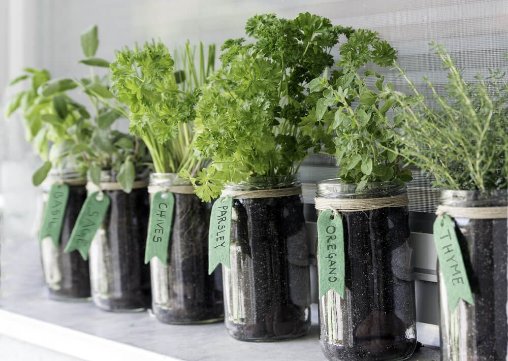 oregano parsley chives sage thyme and basil growing in glass jars