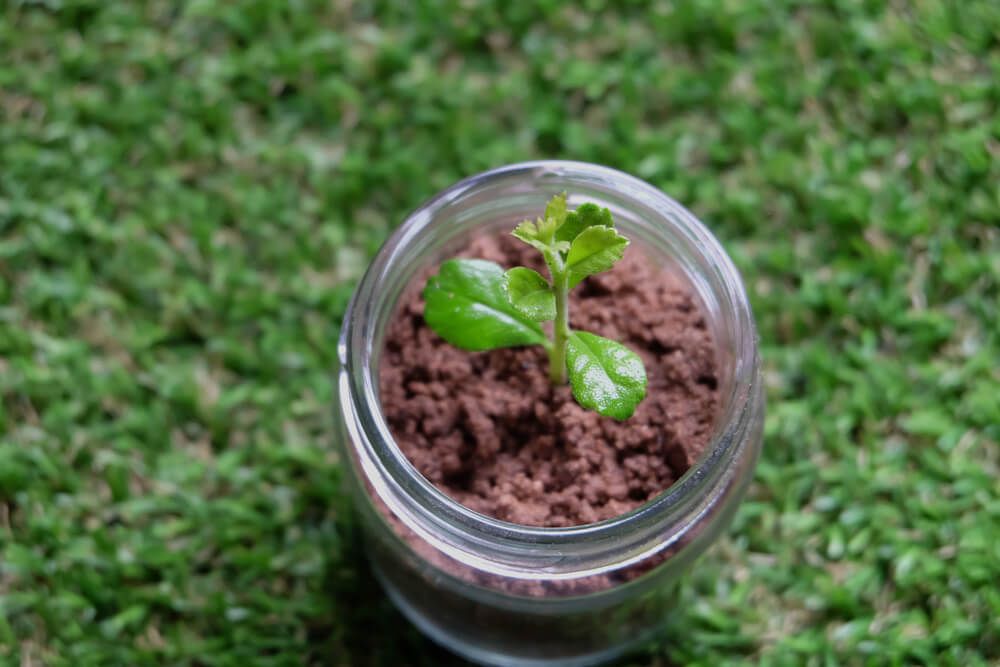 plant growing in glass jar on green grass