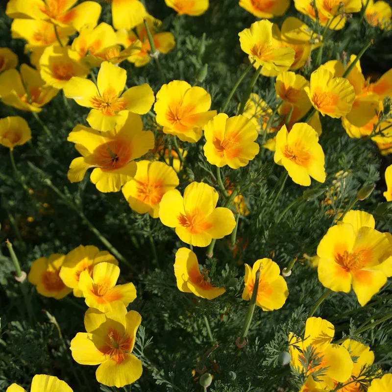 California Poppy Seeds - Golden West | Flower Seeds in Packets & Bulk | Eden Brothers