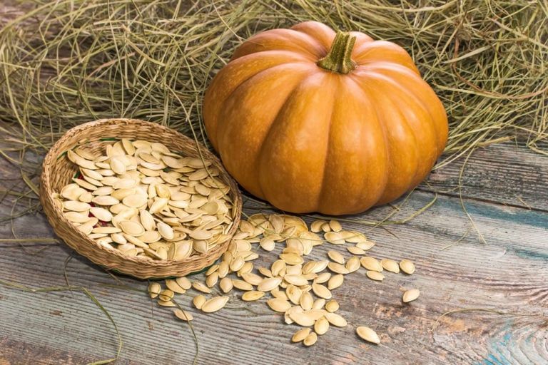 How to Save Pumpkin Seeds for Planting [From Store Bought or Homegrown!]